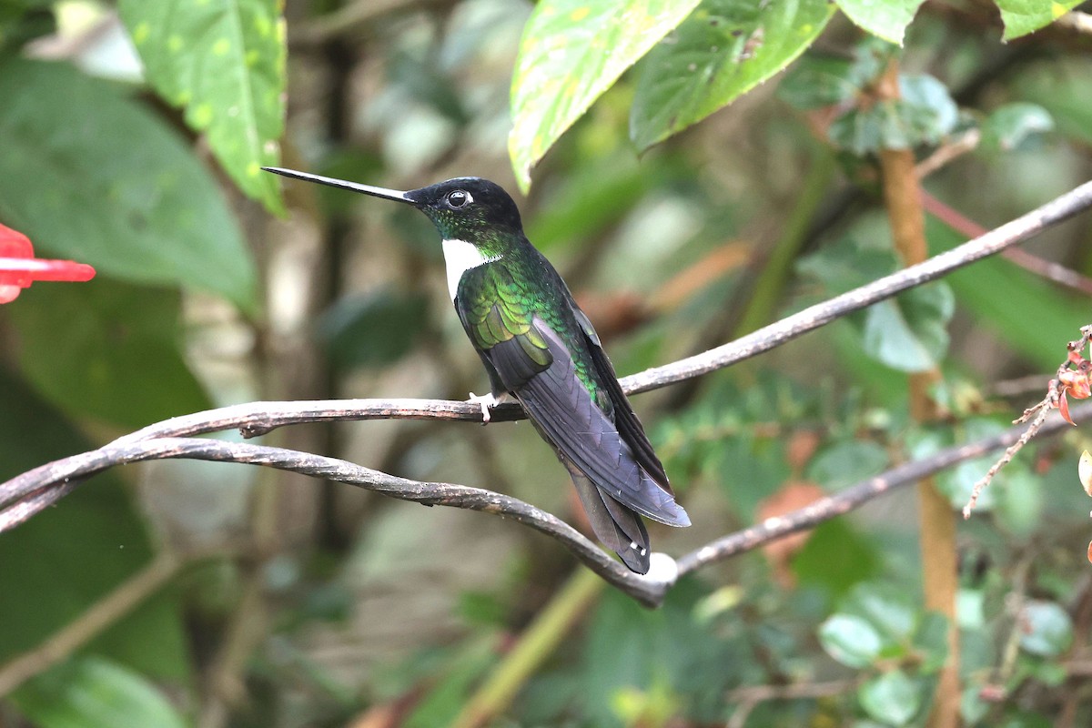 Collared Inca - ML644322627