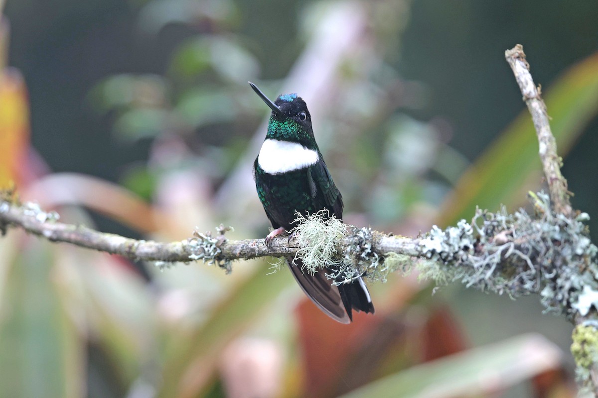 Collared Inca - ML644322628