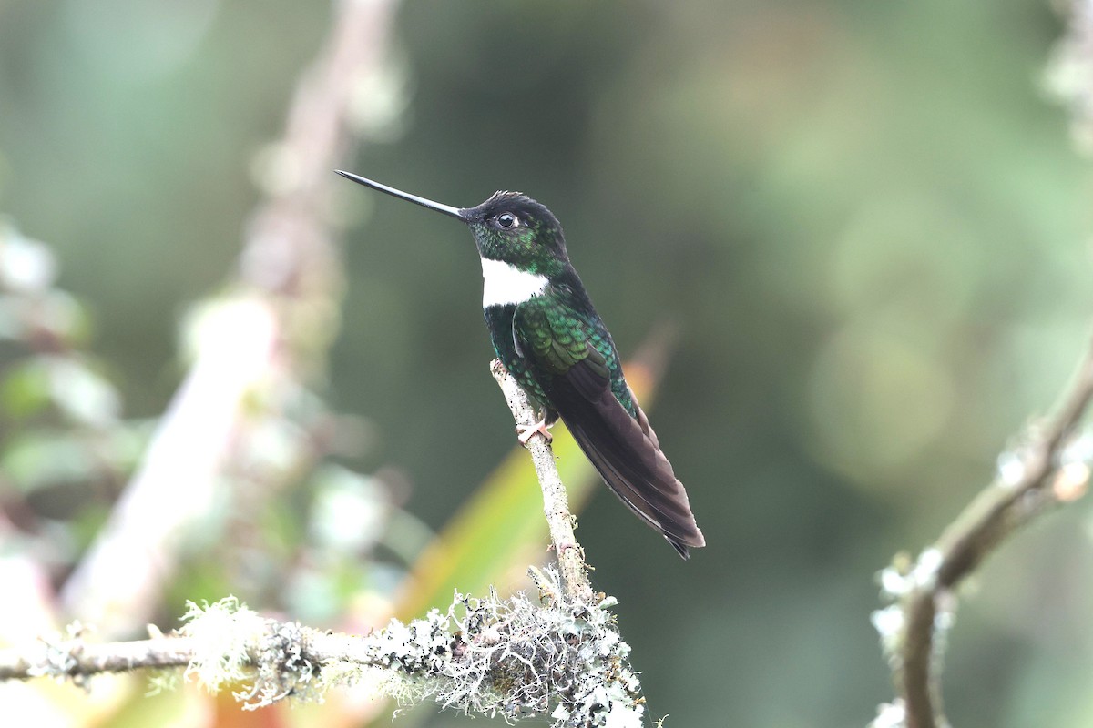 Collared Inca - ML644322629