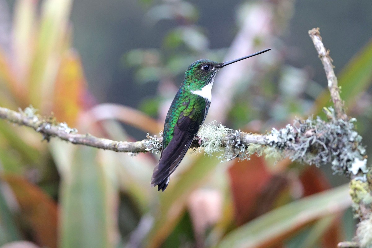 Collared Inca - ML644322630