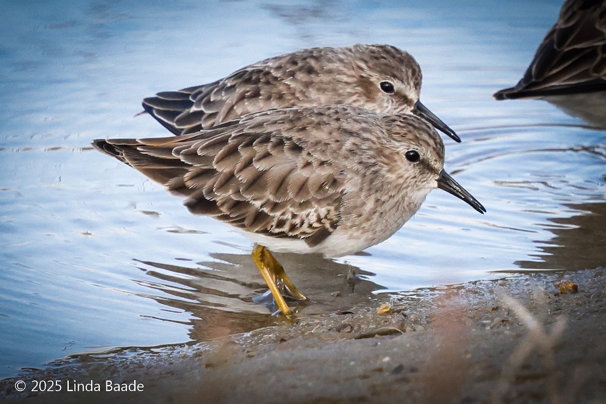 jespák drobný - ML644322635