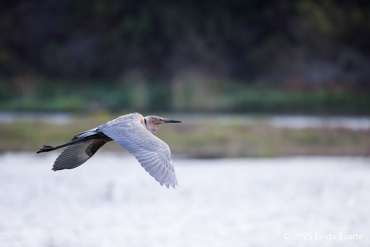 volavka červenavá - ML644322650