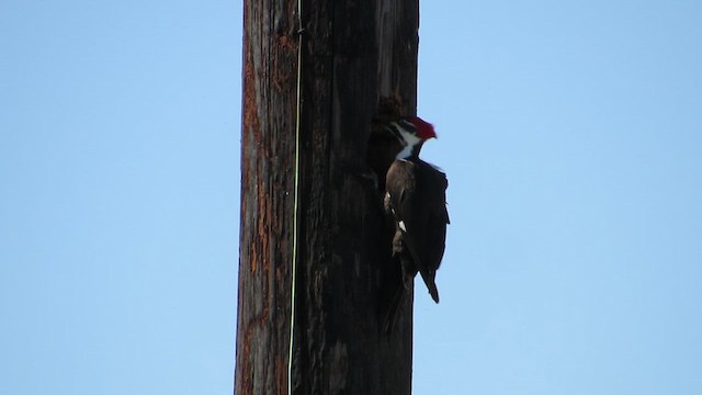 Pileated Woodpecker - ML644322651