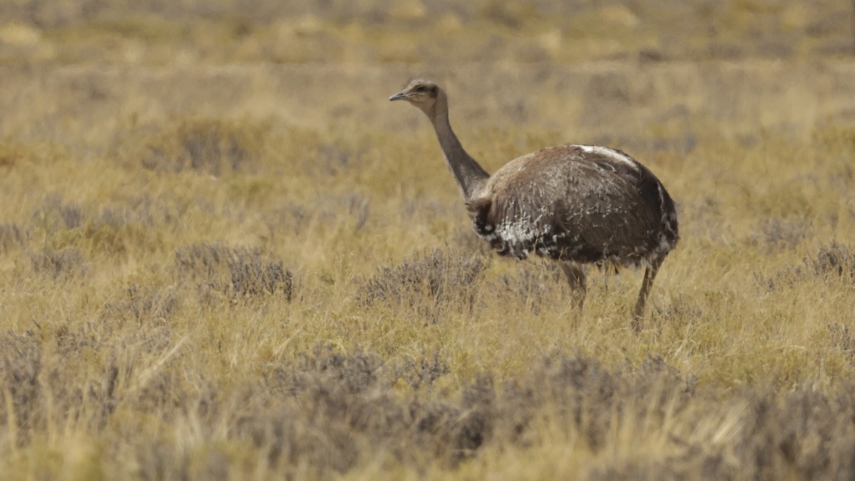Lesser Rhea - ML644322652