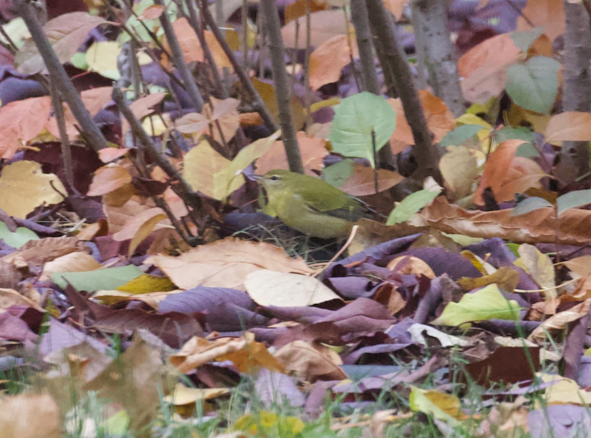 Tennessee Warbler - ML644322657