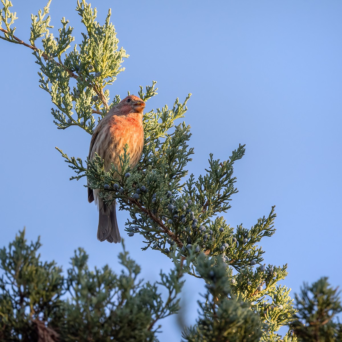 Camachuelo Mexicano - ML644322658