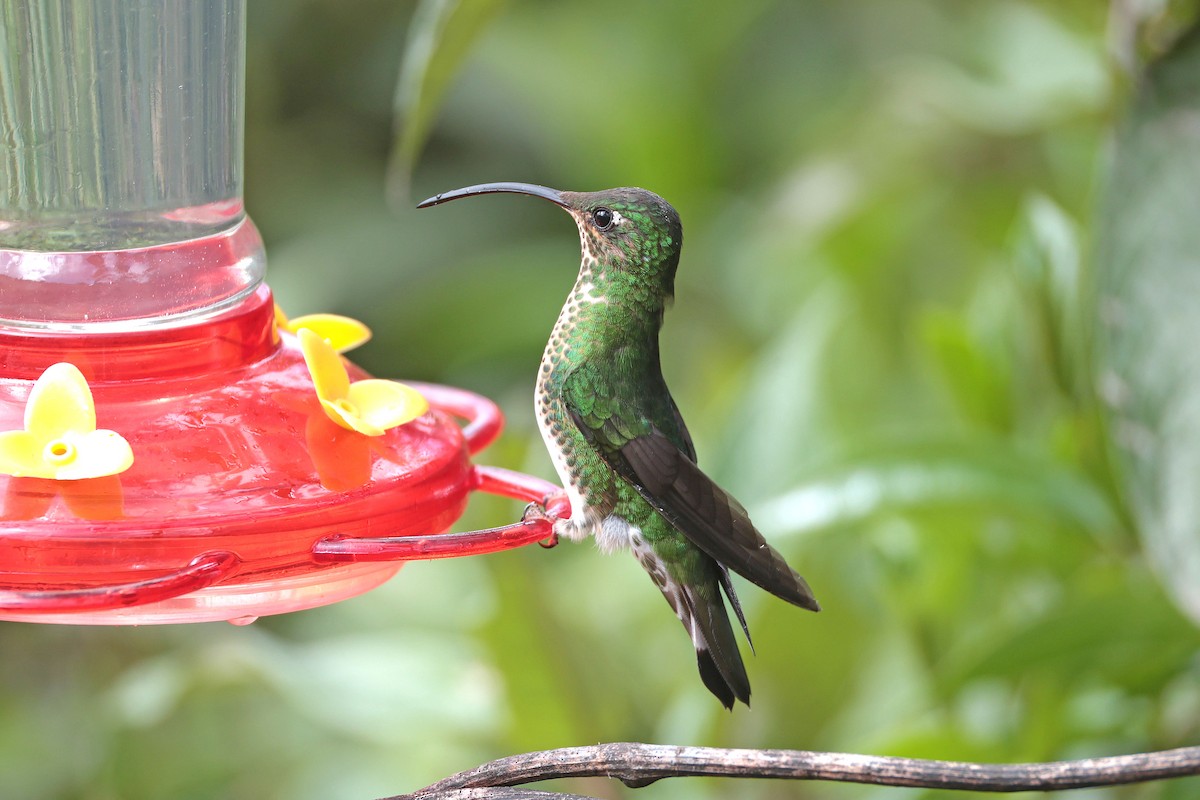 Mountain Velvetbreast - ML644322663