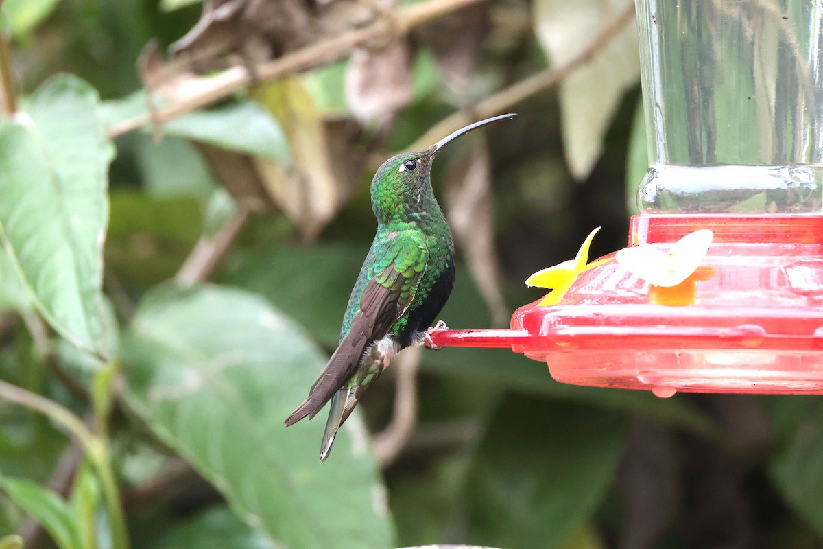 Mountain Velvetbreast - ML644322664