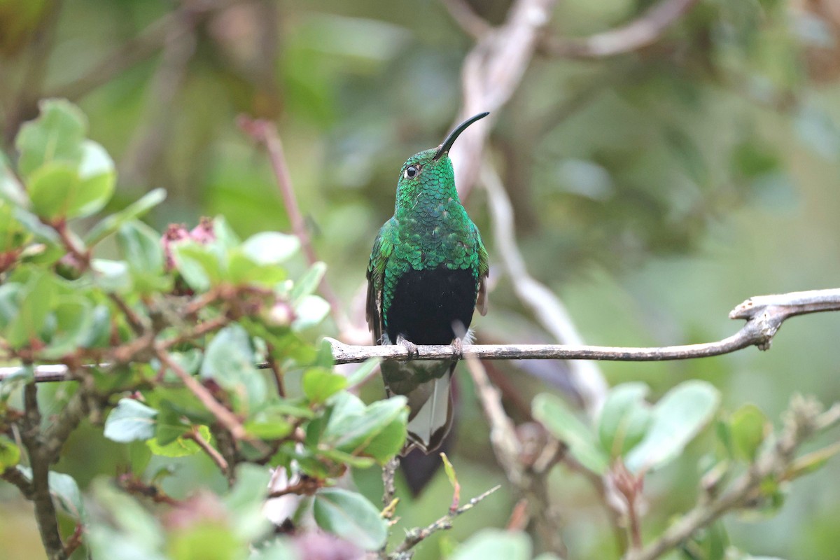 Mountain Velvetbreast - ML644322665