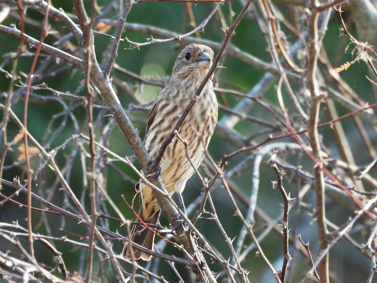 Camachuelo Mexicano - ML644322667