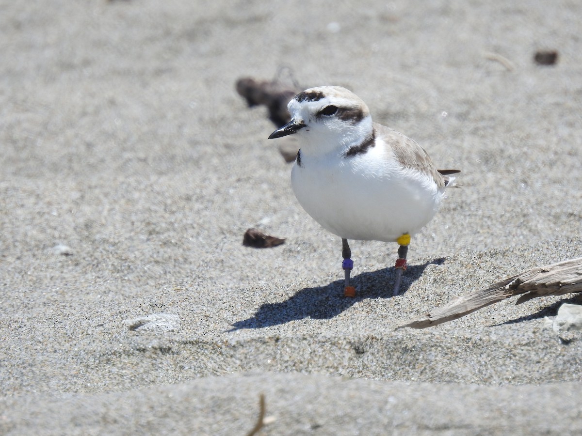 Snowy Plover - ML644322669