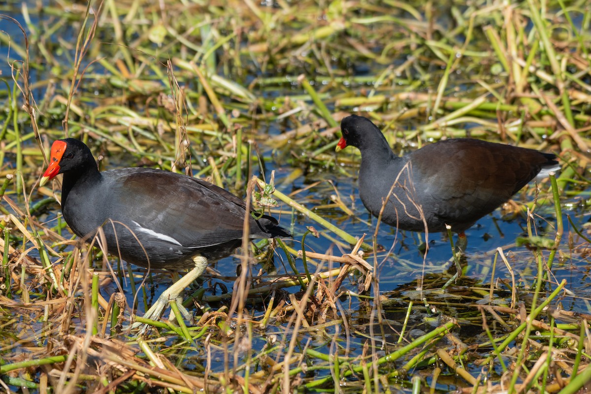 アメリカバン - ML644322672