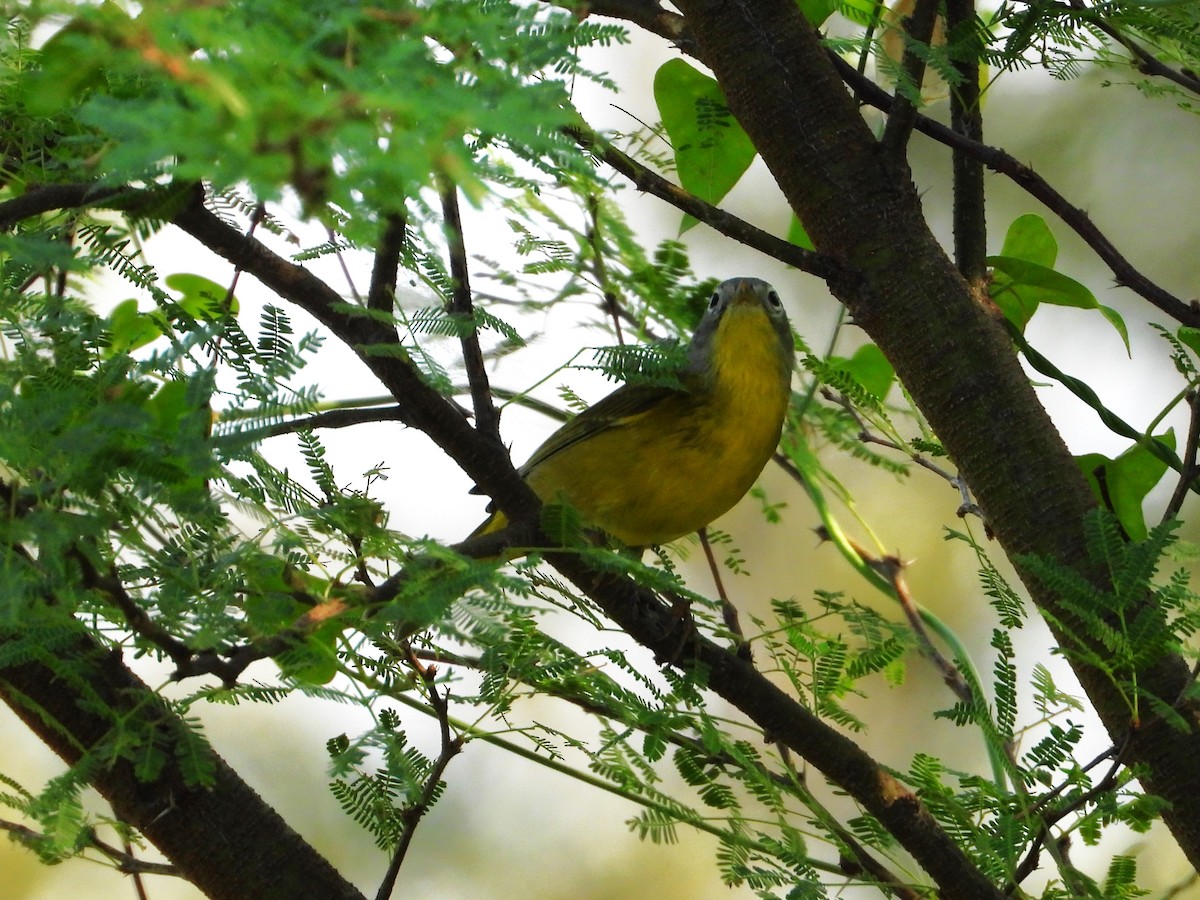 ズアカアメリカムシクイ - ML644322678