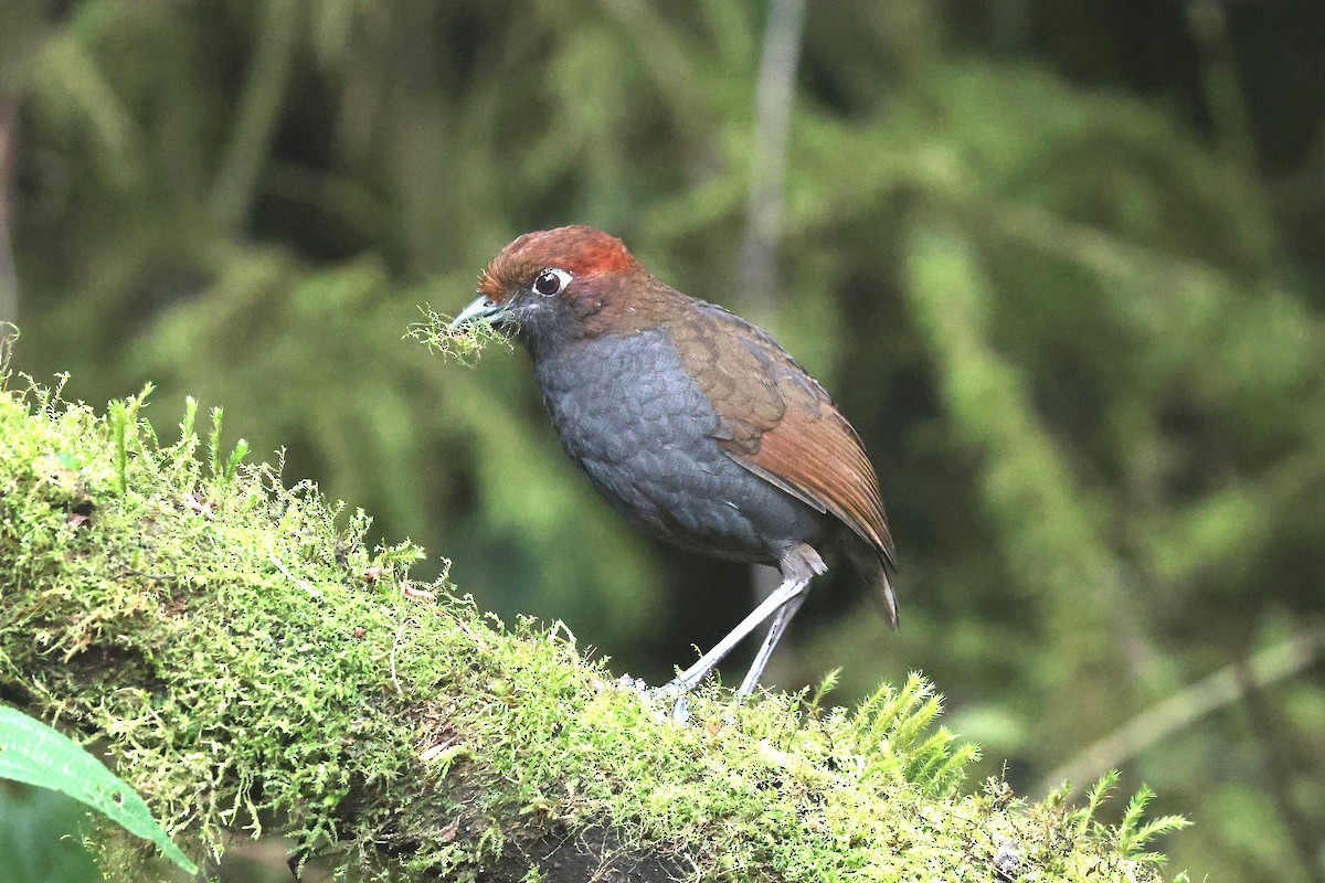 Chestnut-naped Antpitta - ML644322692
