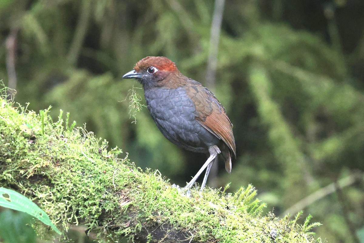 Chestnut-naped Antpitta - ML644322693