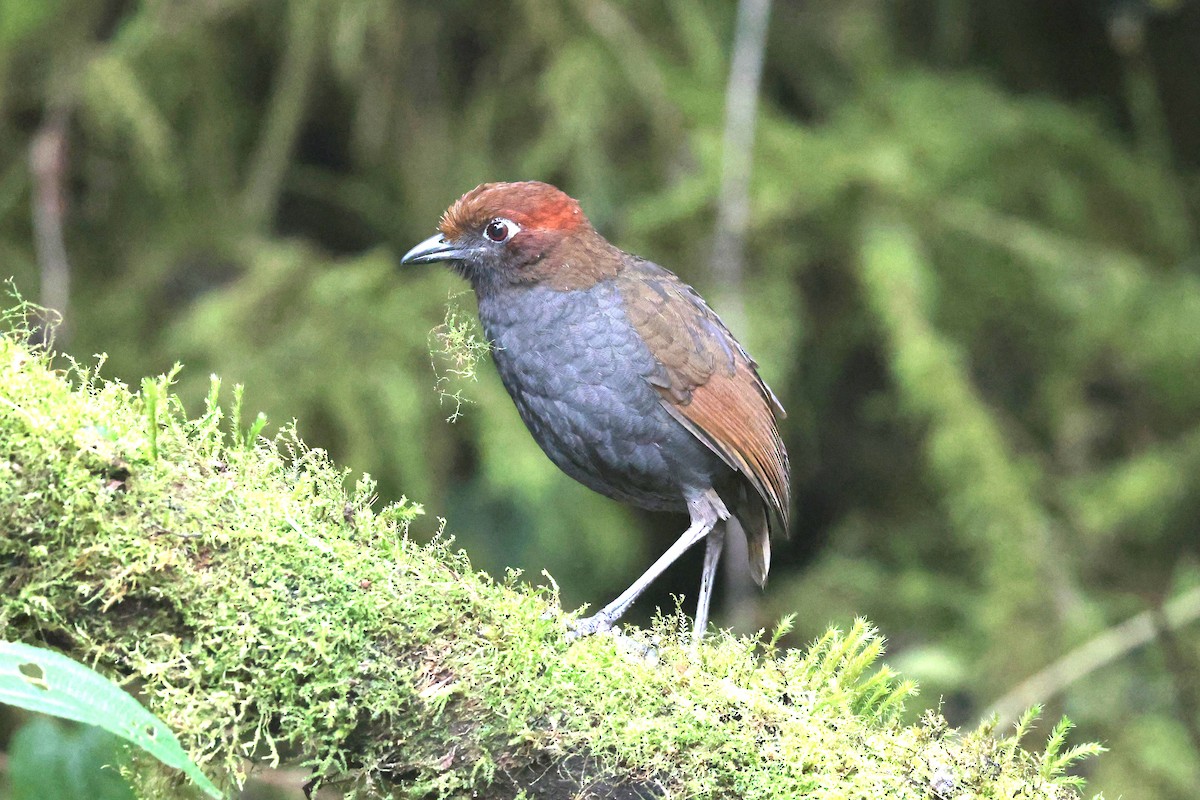 Chestnut-naped Antpitta - ML644322694