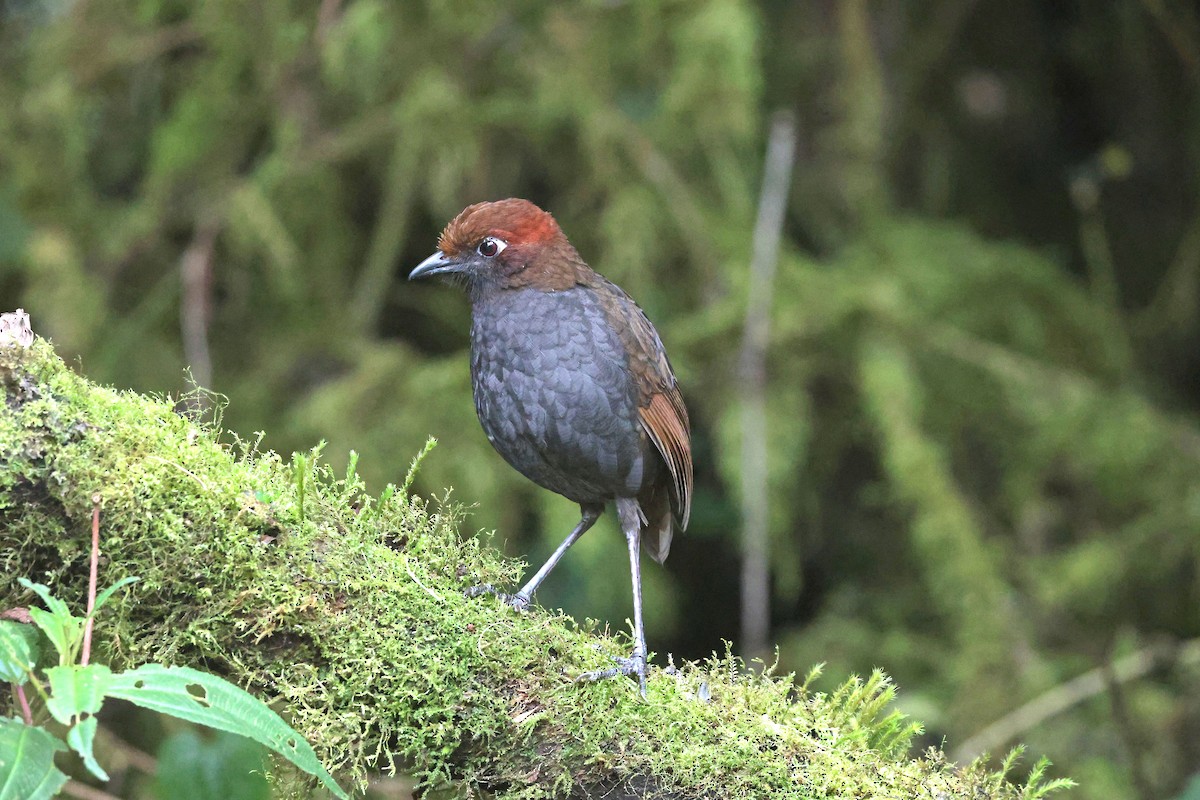 Chestnut-naped Antpitta - ML644322696