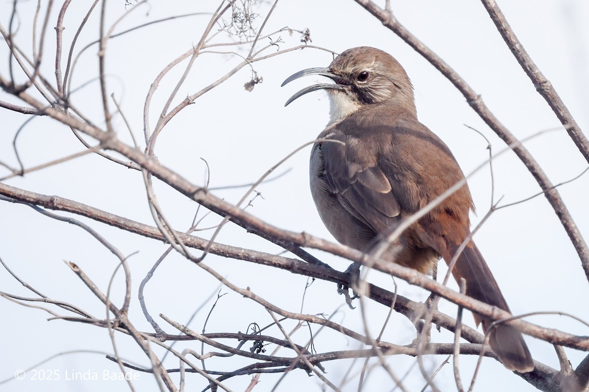 Kalifornienspottdrossel - ML644322697