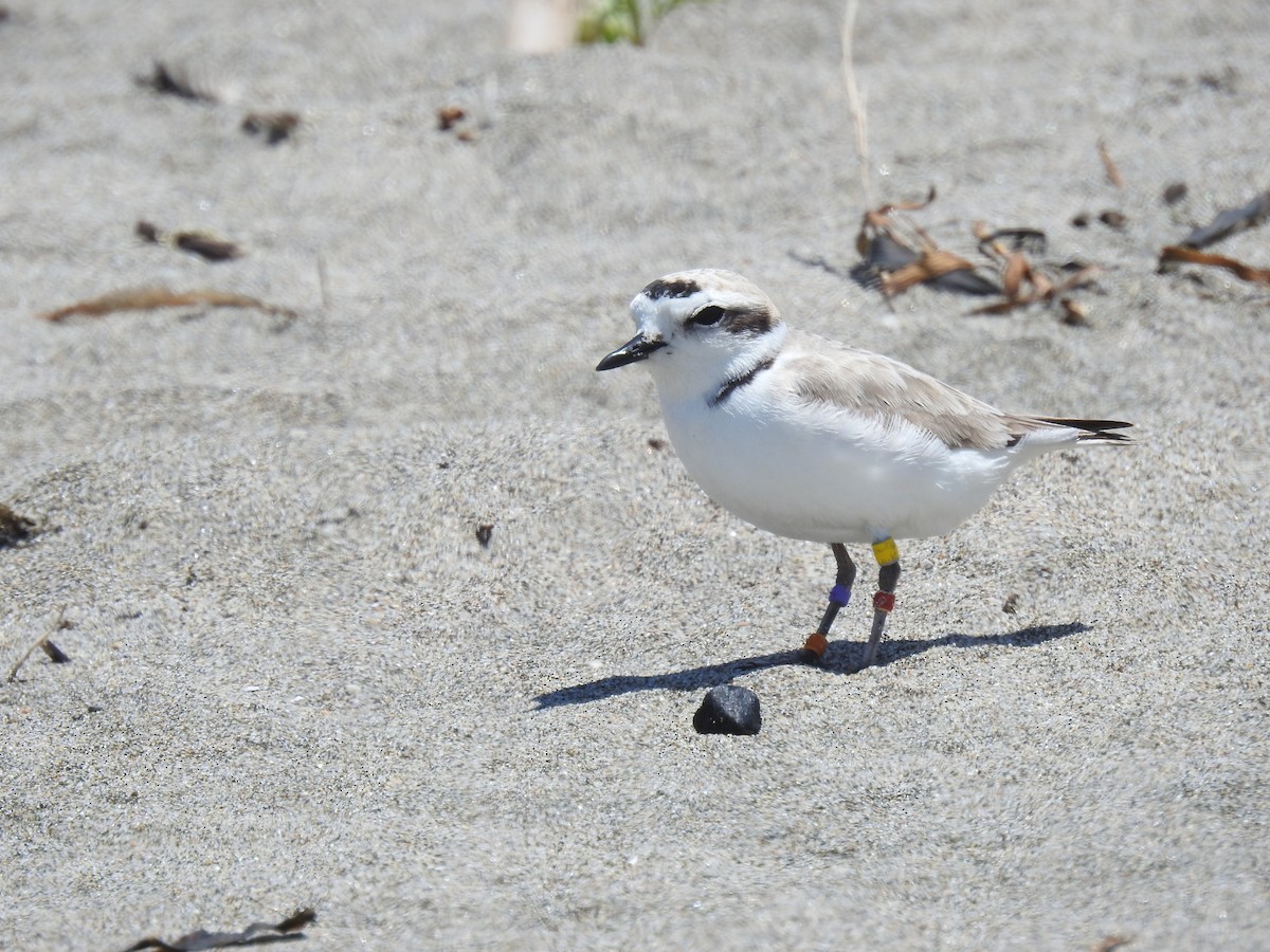 Snowy Plover - ML644322698