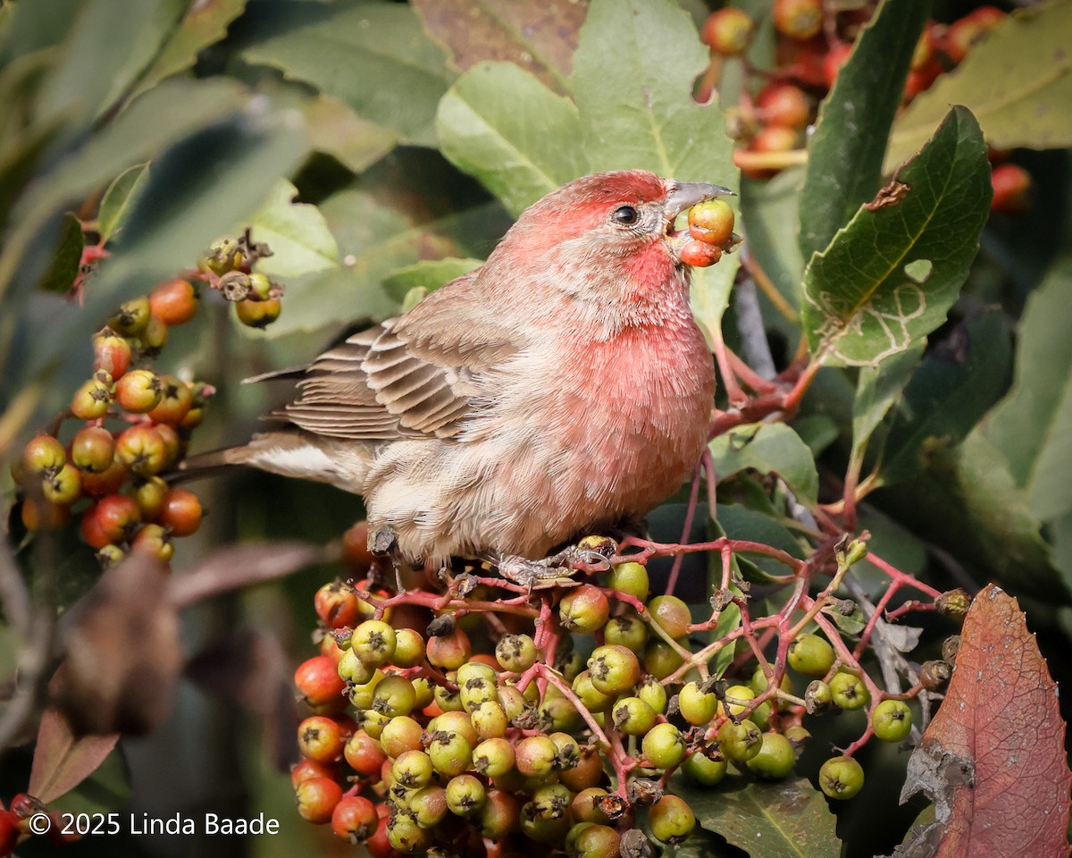 Camachuelo Mexicano - ML644322712