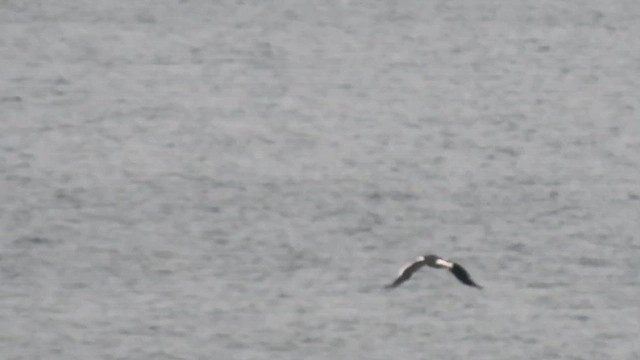 Pygargue empereur - ML644322721