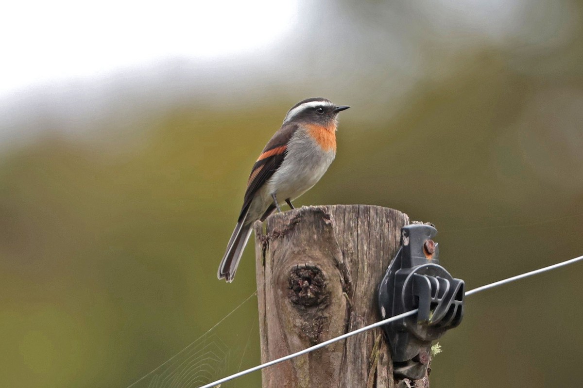 Rufous-breasted Chat-Tyrant - ML644322722