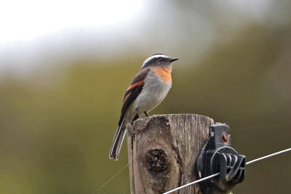 Rufous-breasted Chat-Tyrant - ML644322723