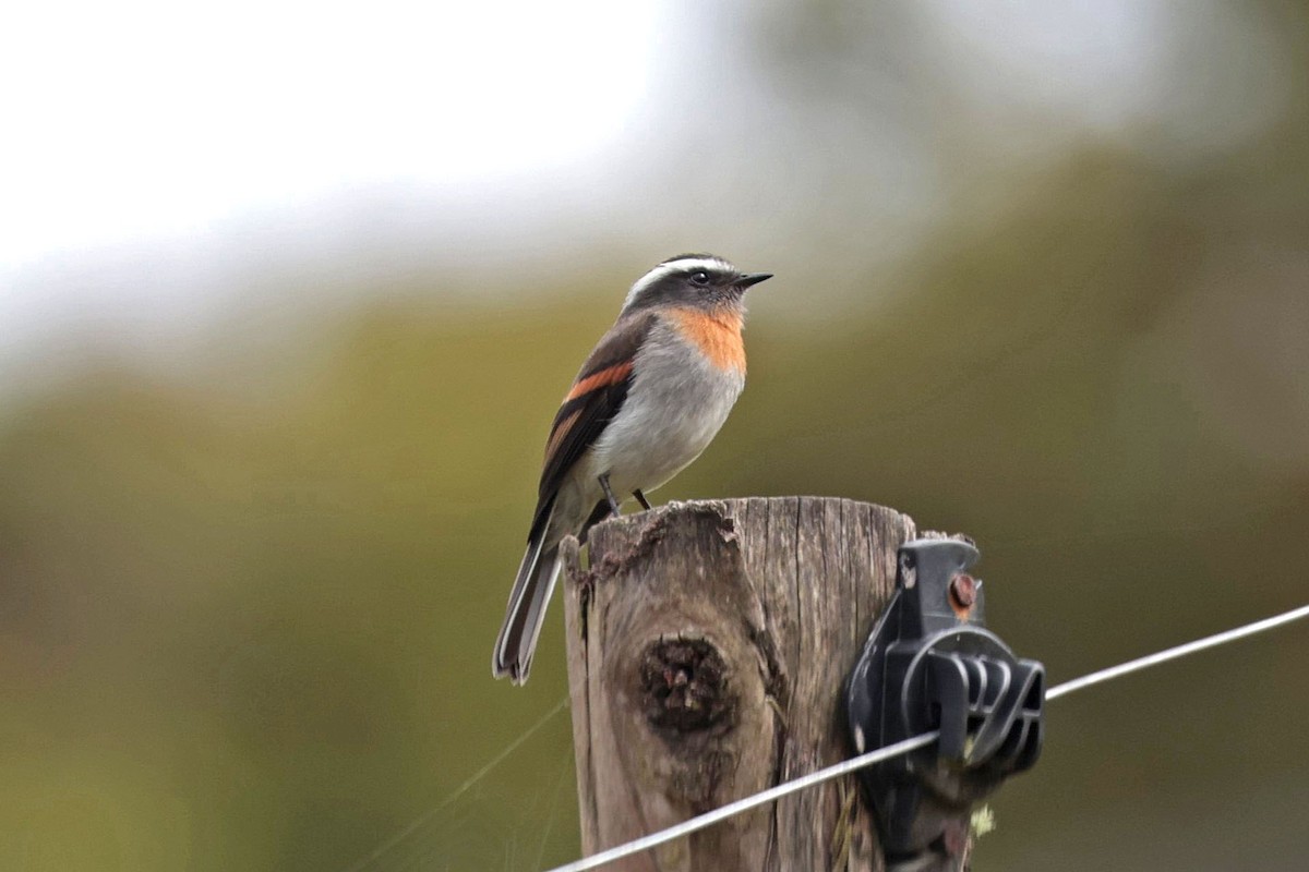 Rufous-breasted Chat-Tyrant - ML644322724