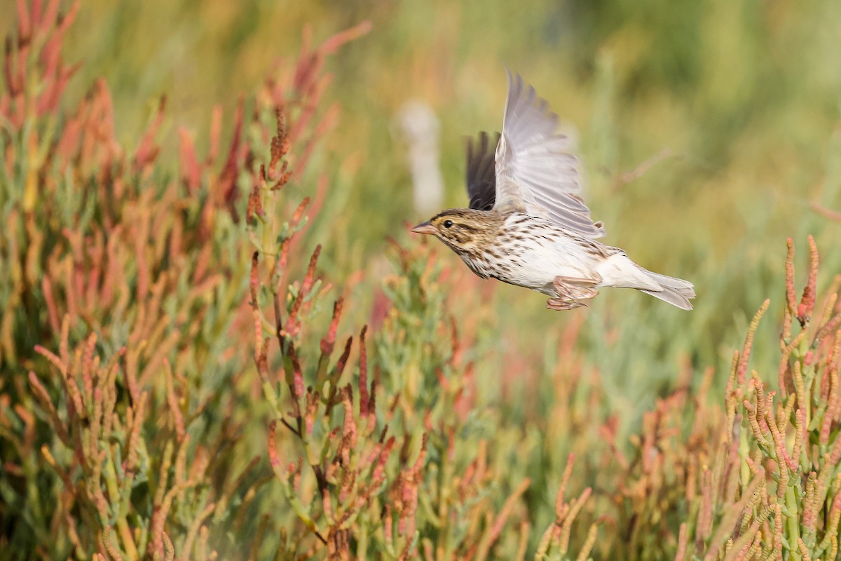 strnadec luční - ML644322726
