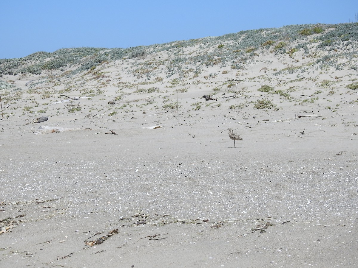 Long-billed Curlew - ML644322752