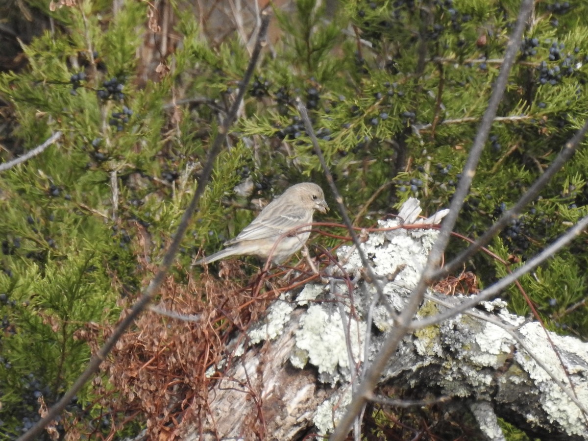 Camachuelo Mexicano - ML644322764