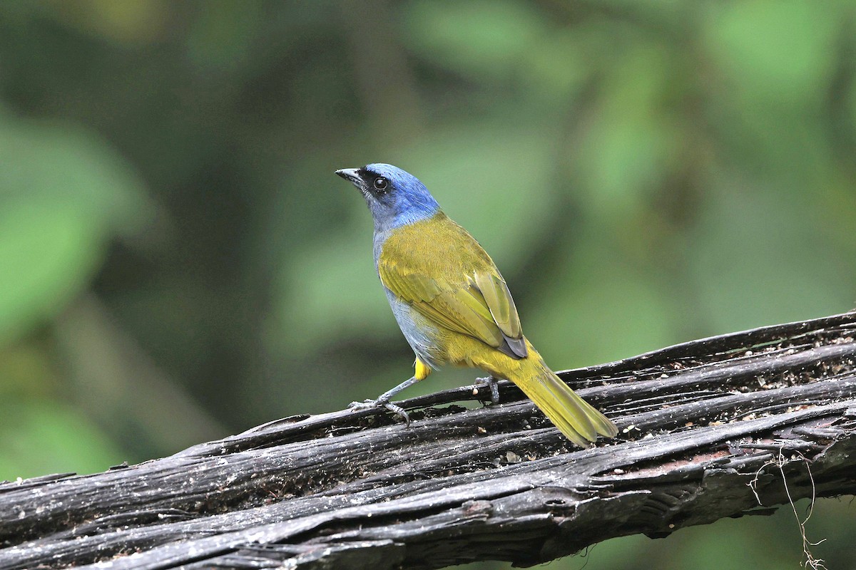 Blue-capped Tanager - ML644322766