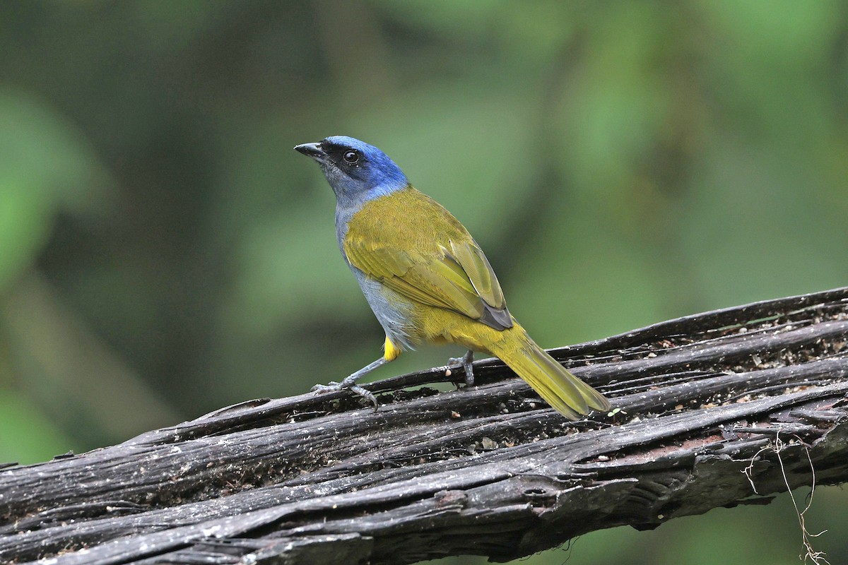 Blue-capped Tanager - ML644322767