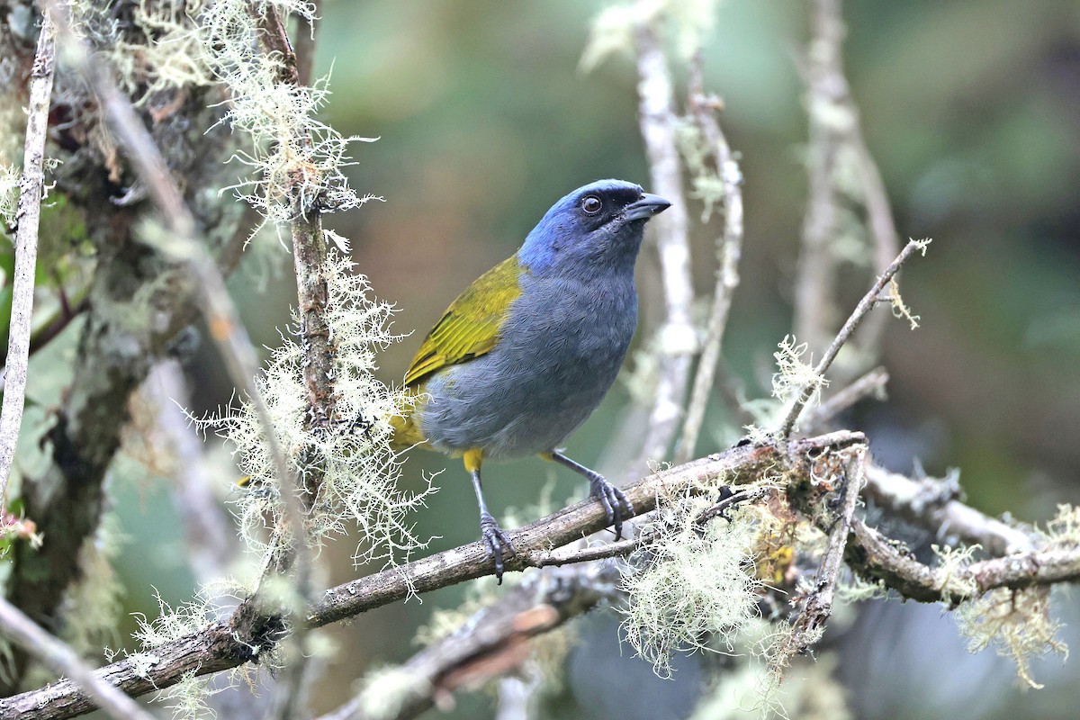 Blue-capped Tanager - ML644322768