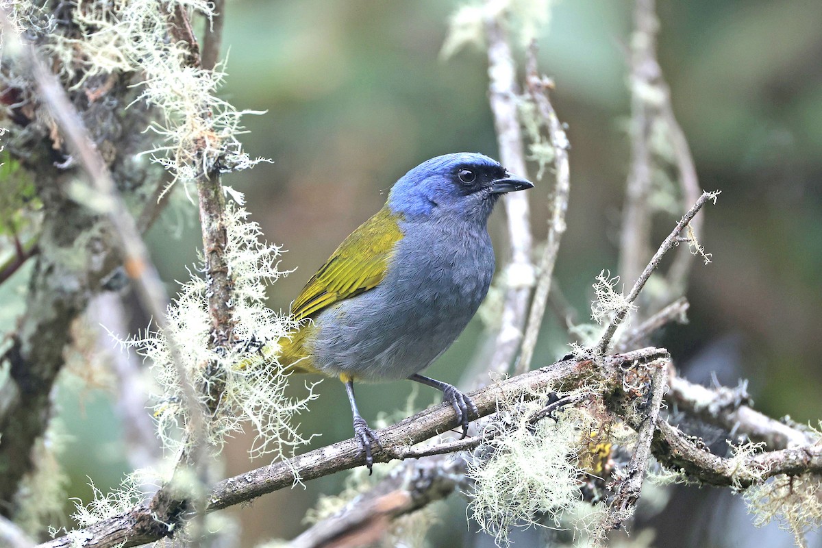 Blue-capped Tanager - ML644322769