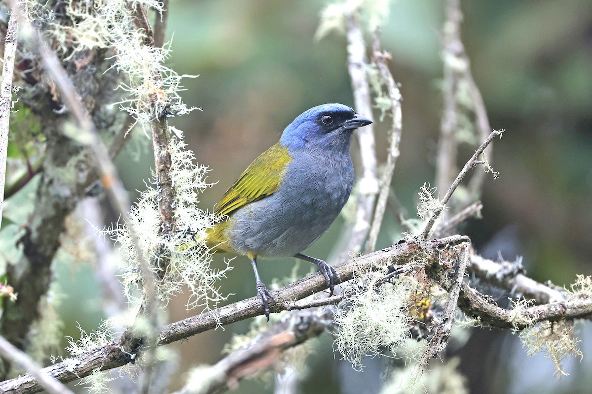 Blue-capped Tanager - ML644322770