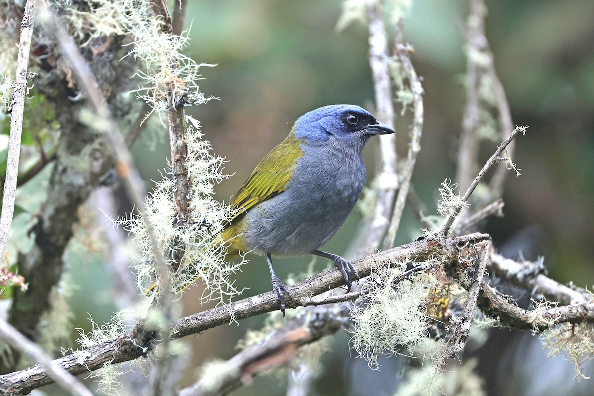 Blue-capped Tanager - ML644322771
