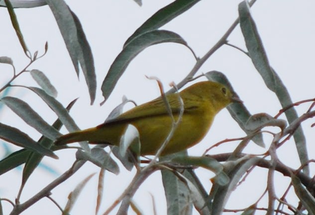 Sarı Ötleğen - ML644322779