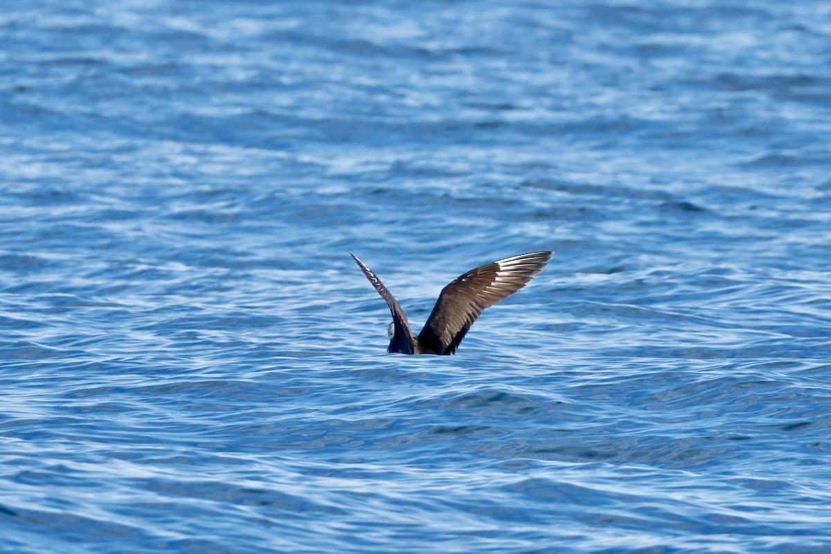 Pomarine Jaeger - ML644322782