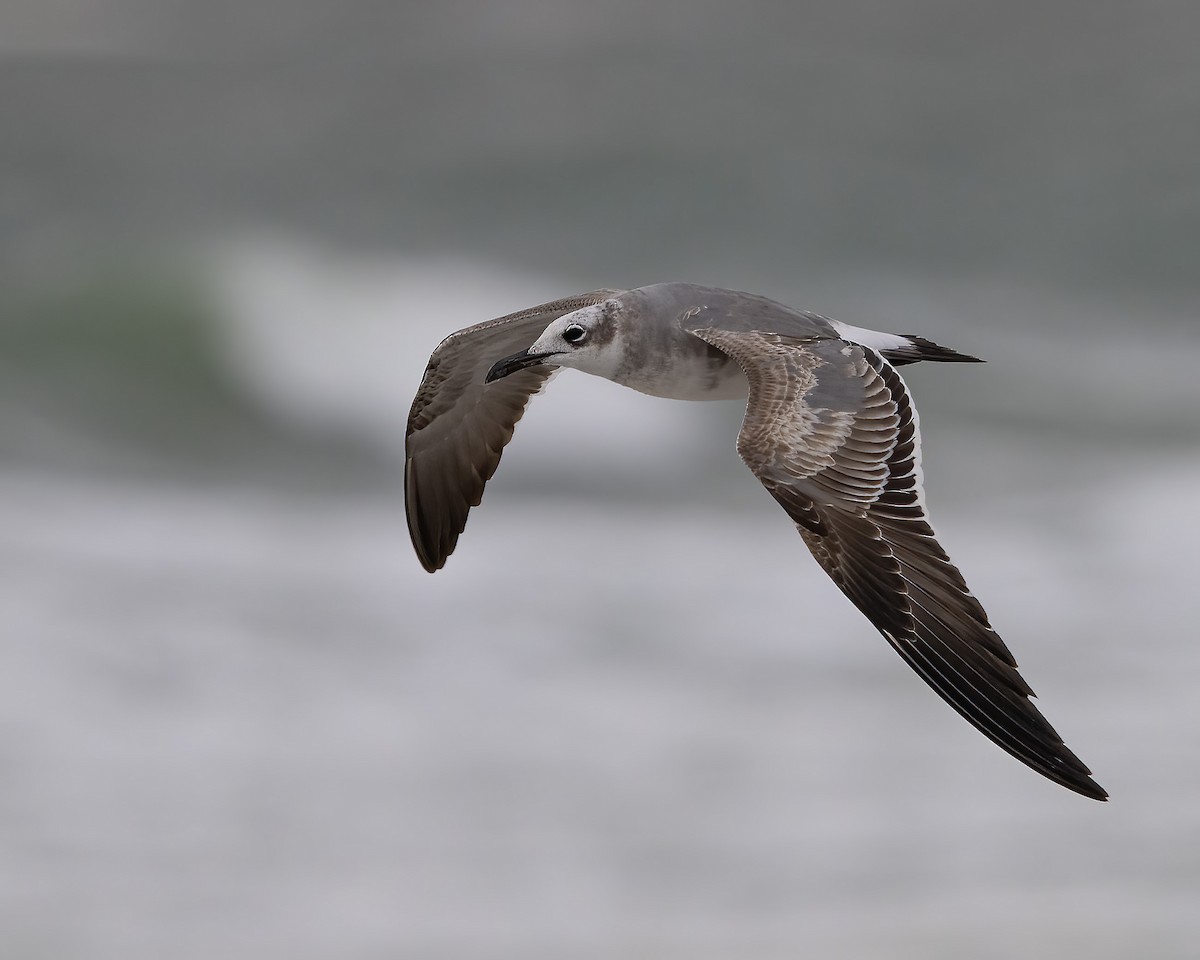 Laughing Gull - ML644322791