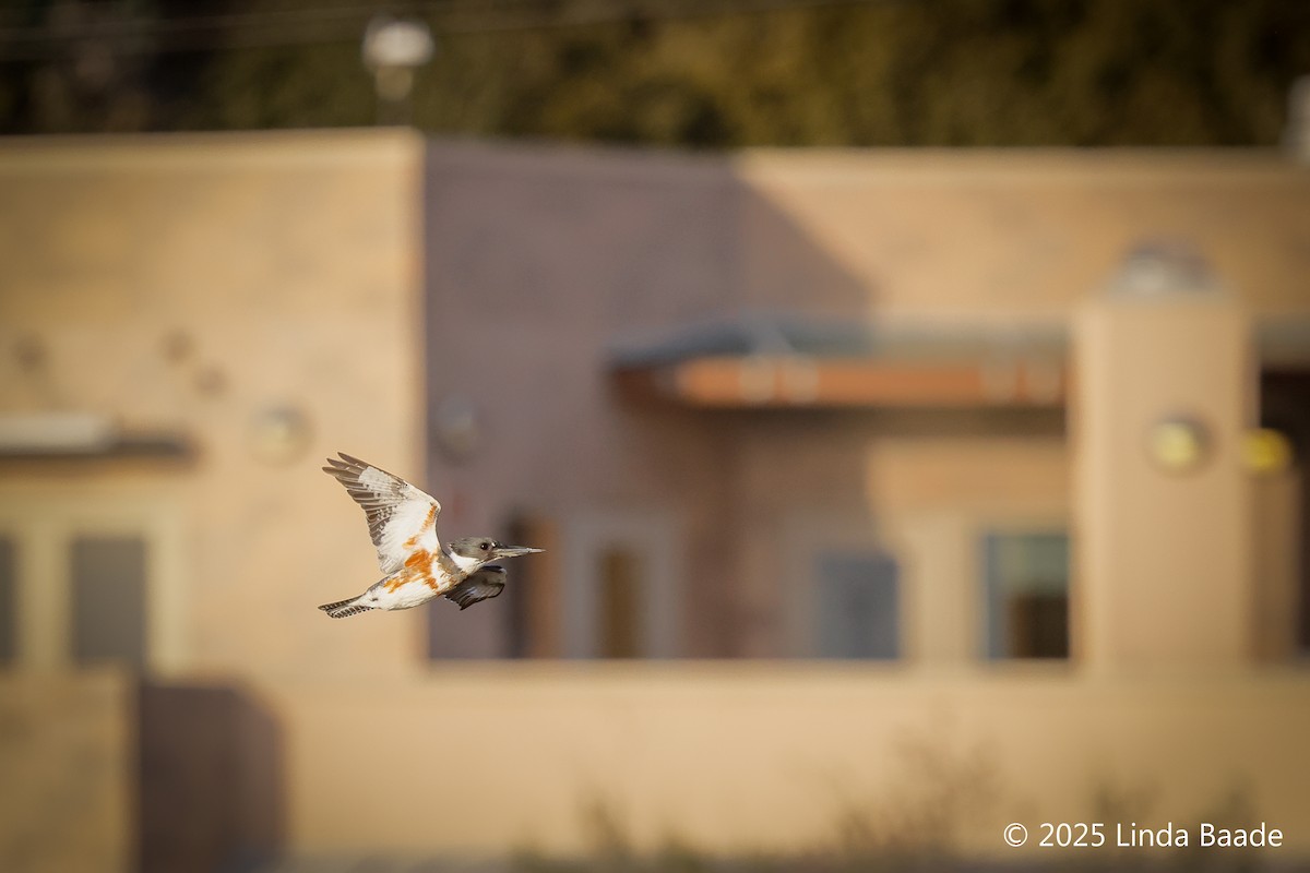 rybařík pruhoprsý - ML644322802