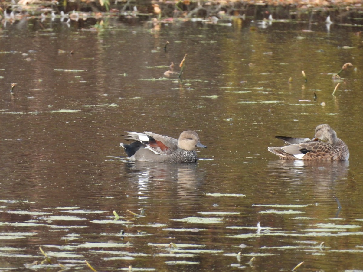 Ipar-ahatea - ML644322806