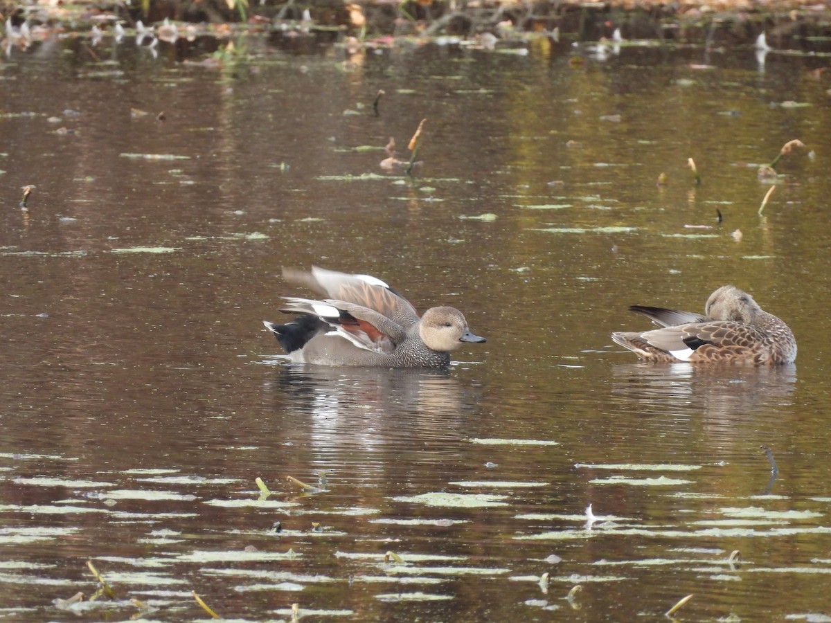 Ipar-ahatea - ML644322807