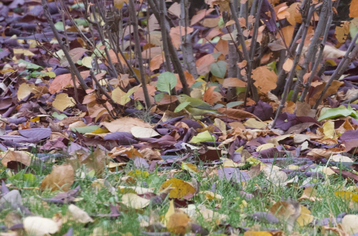 Tennessee Warbler - ML644322812