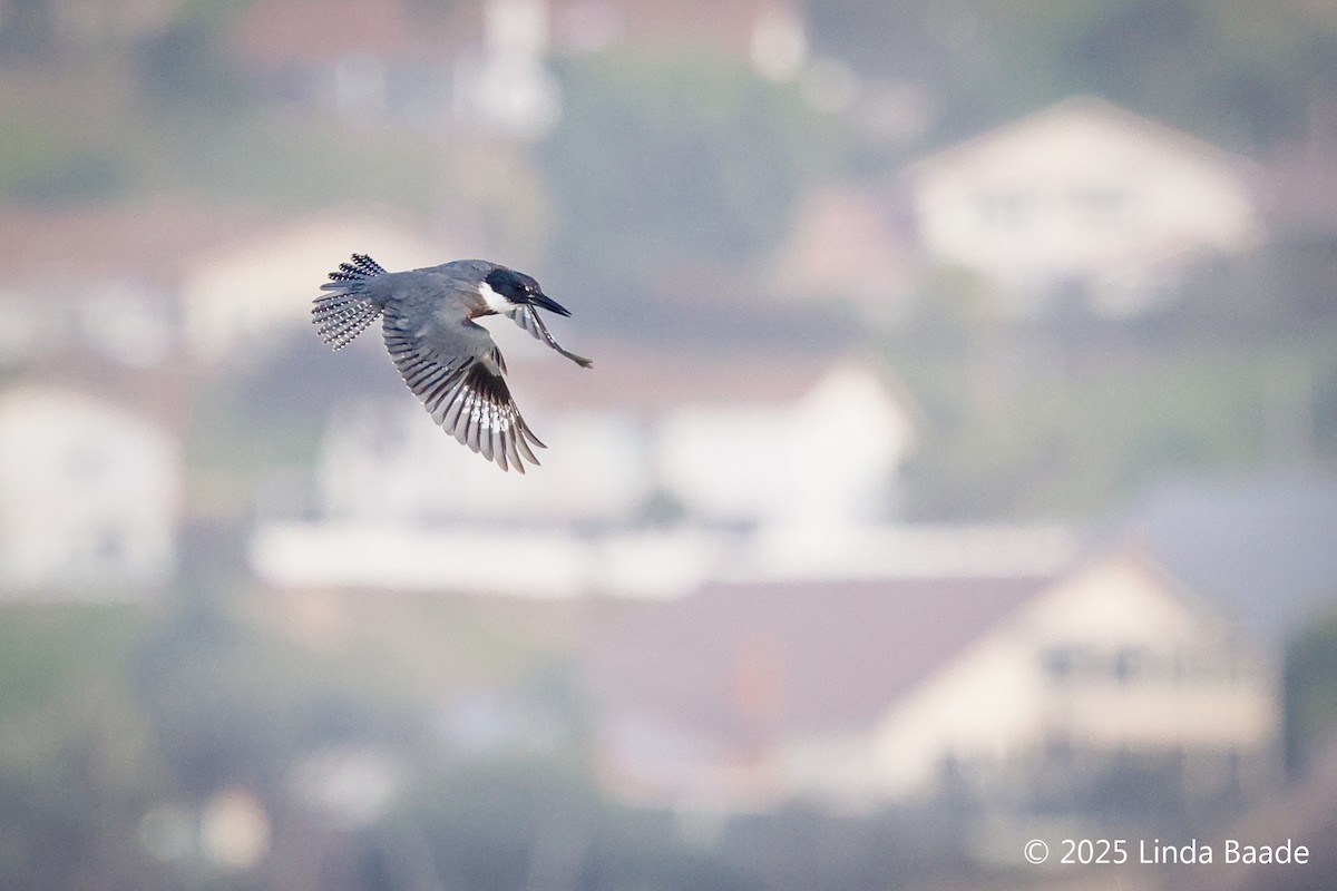 rybařík pruhoprsý - ML644322813