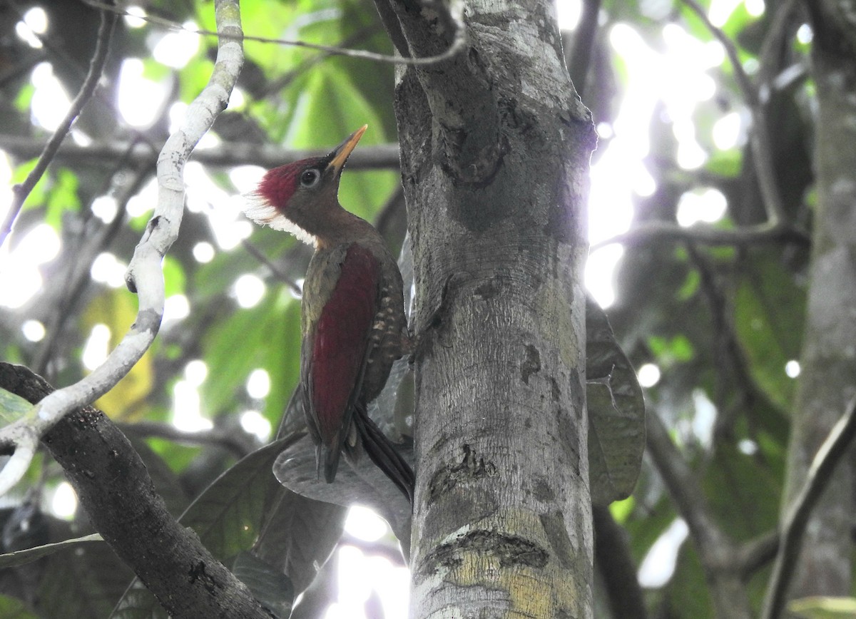 Crimson-winged Woodpecker - ML644322823