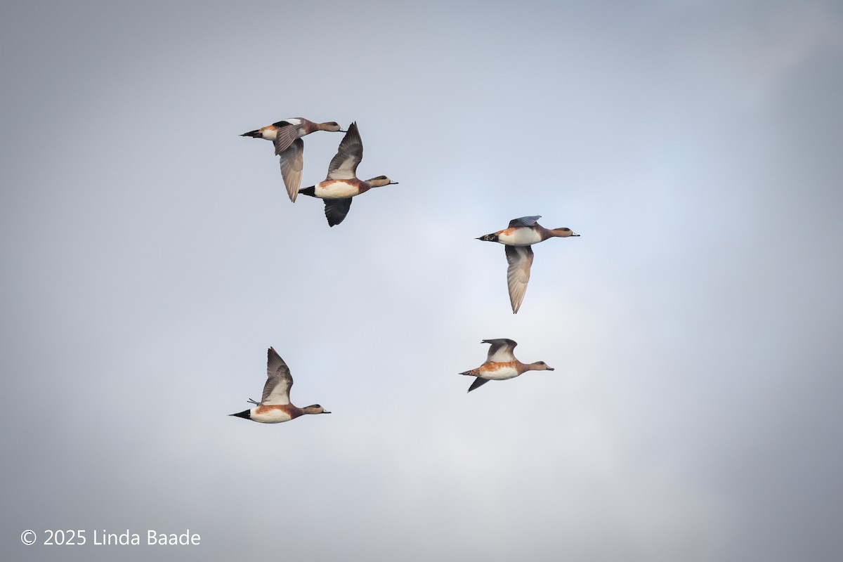 hvízdák americký - ML644322833