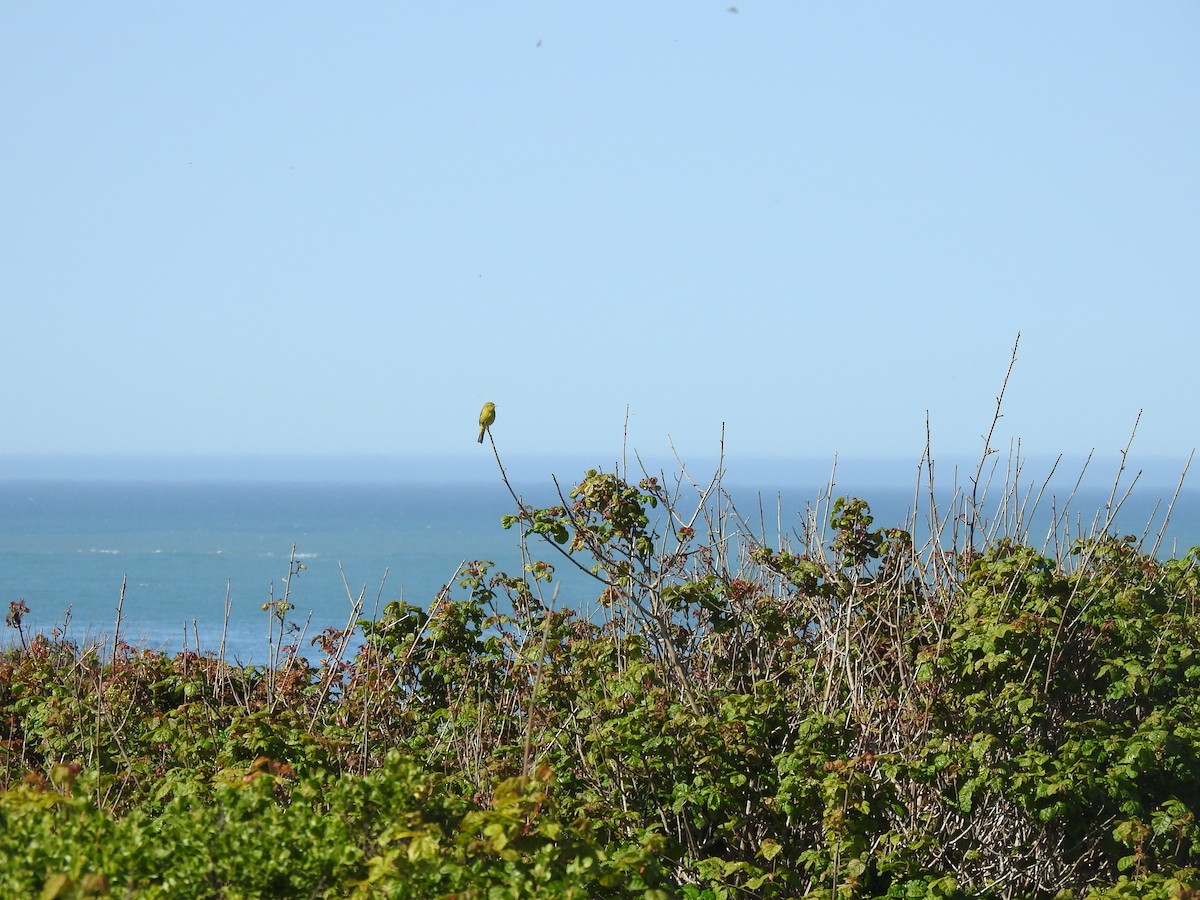 Orange-crowned Warbler - ML644322852