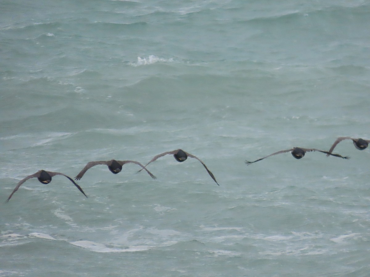 Spotted Shag - ML644322886
