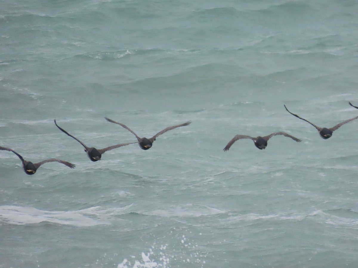 Spotted Shag - ML644322887